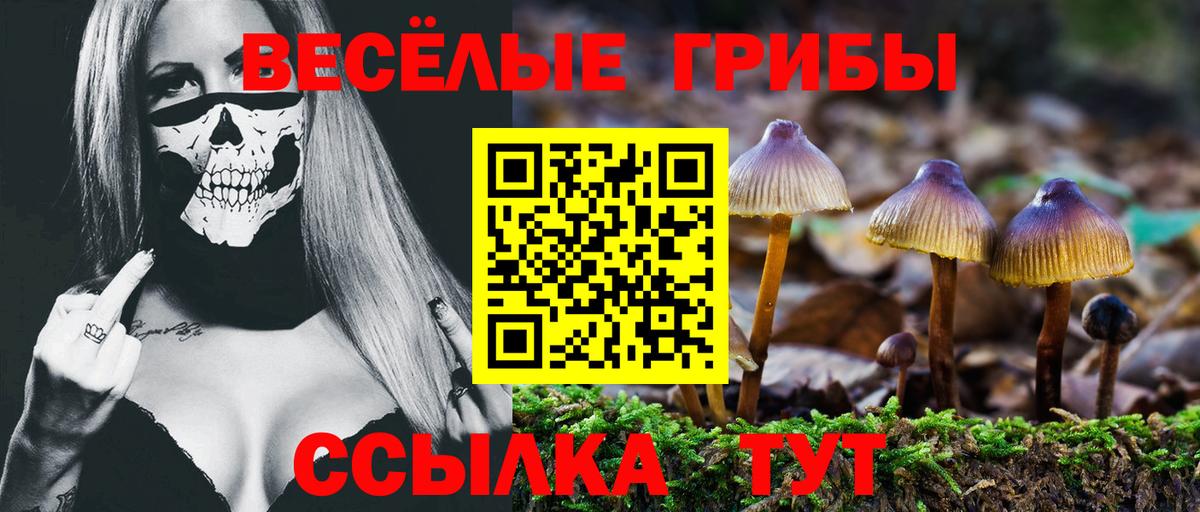 Галлюциногенные грибы Psilocybe  Вход с VPN  Новоалександровск 